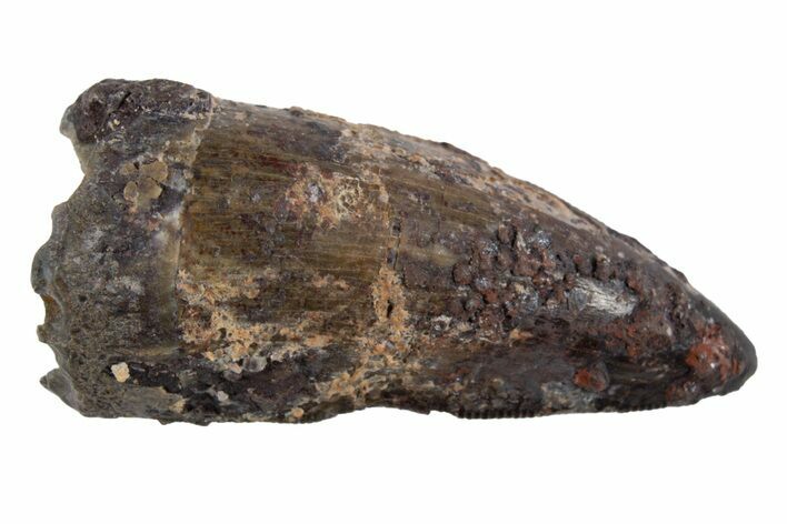 Fossil Amphibian (Eryops) Tooth - Texas #302500